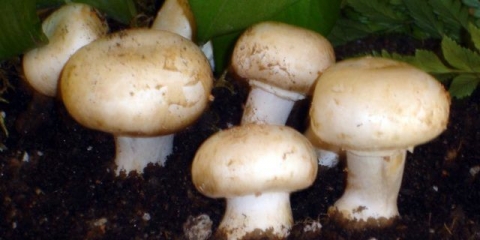 Kraljevski šampinjoni: kako se razlikuju od običnih, opis i fotografija